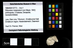 Foto (Objekt + Etiketten) von Pithonoton marginatum (von Meyer, 1842) 